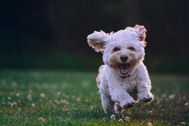 A dog running